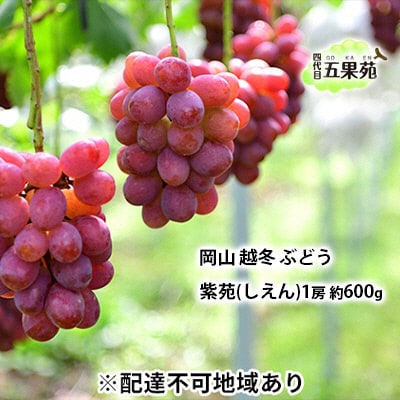 越冬 ぶどう 紫苑 (しえん)1房 約600g  岡山県産 [No.5735-1495]