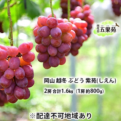 越冬 ぶどう 紫苑 (しえん)2房 (1房 約800g) 岡山県産 [No.5735-1498]