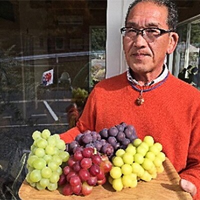 越冬 ぶどう ご家庭用 紫苑 (しえん)約600g   岡山県産  [No.5735-1499]