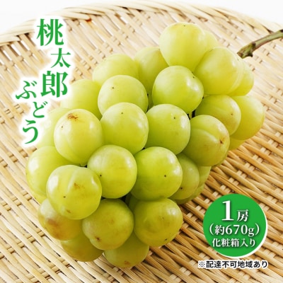 【2026年先行受付】桃太郎ぶどう 1房 約670g 化粧箱入 岡山県産[No.5735-1457]