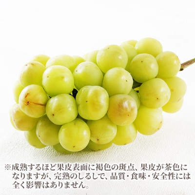 【2026年先行受付】 桃太郎 ぶどう 2房(合計約940g) 岡山県産[No.5735-1458]