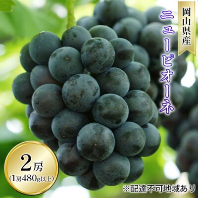 ニュー ピオーネ 2房(1房 480g以上  露地栽培) 岡山県産  [No.5735-1613]