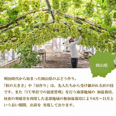 シャイン マスカット 晴王 約800g×1房  岡山県産  [No.5735-1665]
