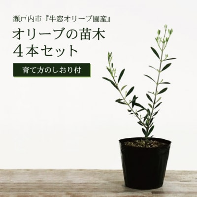 オリーブの苗木4本セット[No.5735-0374]