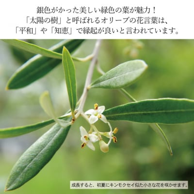 オリーブの苗木4本セット[No.5735-0374]