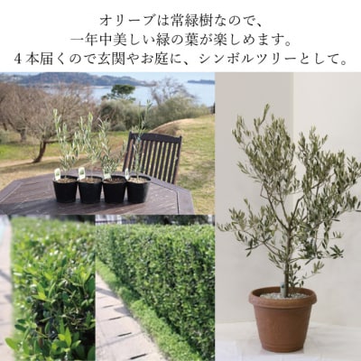 オリーブの苗木4本セット[No.5735-0374]