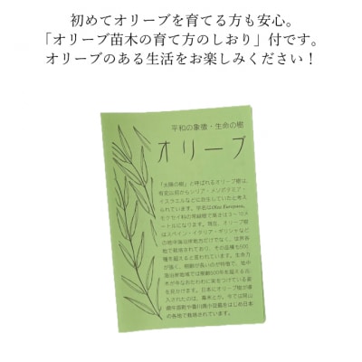 オリーブの苗木4本セット[No.5735-0374]