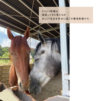 馬 の ふれあい体験 ペア チケット 1枚(2名様分) ケイメイ牧場  [No.5735-1876]