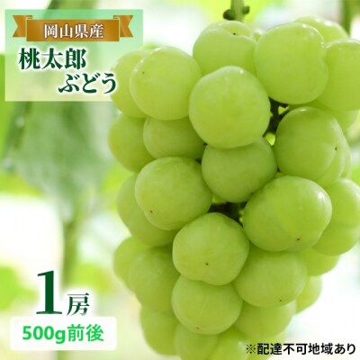  【2026年先行受付】 桃太郎 ぶどう 1房 500g前後 岡山県産 [No.5735-1889]