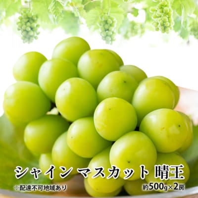 シャイン マスカット 晴王 約500g×2房  岡山県産 [No.5735-1881]
