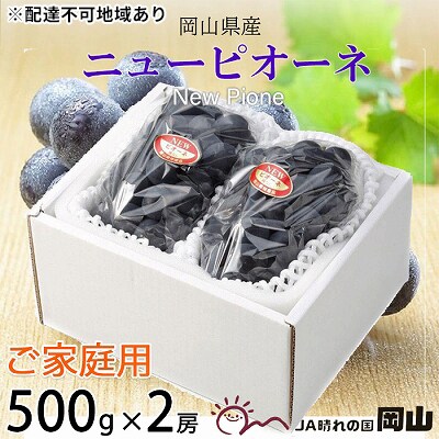 【先行受付】ご家庭用 ニュー ピオーネ 約500g×2房 岡山県産[No.5735-1792]