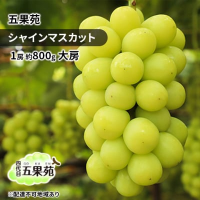 【2026年先行受付】シャインマスカット 1房 約800g  岡山五果苑[No.5735-1862]