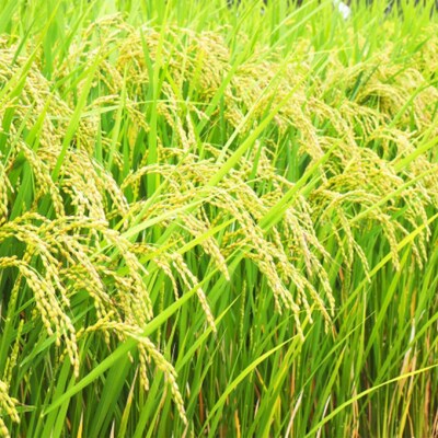 令和7年産 早炊 玄米  きぬむすめ 5kg×2袋 岡山県産  [No.5735-1977]