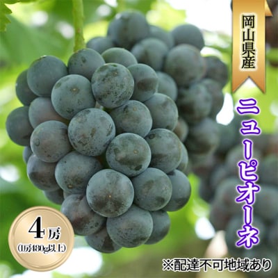 【2026年先行受付】ニューピオーネ4房(1房480g以上)  岡山県産[No.5735-2005]