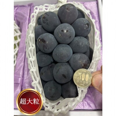 ぼっけえ大粒ニューピオーネ 1房(800g以上) 化粧箱入り 岡山県産 [No.5735-2007]