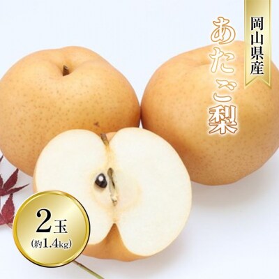 2026年先行受付 あたご梨 2玉 青秀以上 (約1.4kg) 化粧箱入[No.5735-2016]