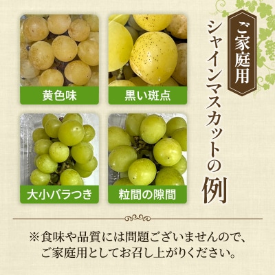【平均糖度20度】ご家庭用 シャイン マスカット 3～5房 岡山県産 [No.5735-1949]