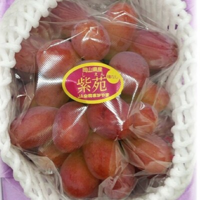 【2026年先行受付】紫苑 1房(700g以上) 化粧箱入り 岡山県産 [No.5735-2051]