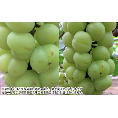 【2026年先行受付】 桃太郎ぶどう 2房 合計約1kg 岡山県産 [No.5735-2078]