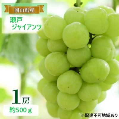 【2026年先行受付】 瀬戸ジャイアンツ 1房 約500g  岡山県産 [No.5735-2080]
