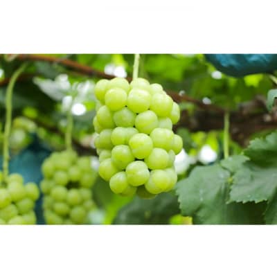 【2026年先行受付】 瀬戸ジャイアンツ 1房 約500g  岡山県産 [No.5735-2080]