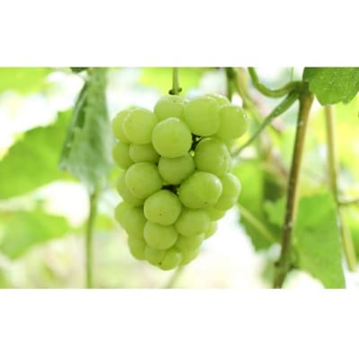 ぶどうセット 桃太郎ぶどう・クイーンニーナ各1房 合計約1kg 岡山県産[No.5735-2082]