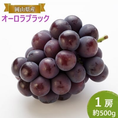 【2026年先行受付】オーロラブラック 1房 約500g 岡山県産  [No.5735-2086]