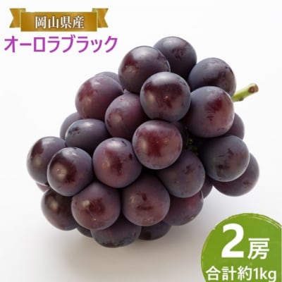 【2026年先行受付】オーロラブラック 2房 合計約1kg 岡山県産 [No.5735-2087]