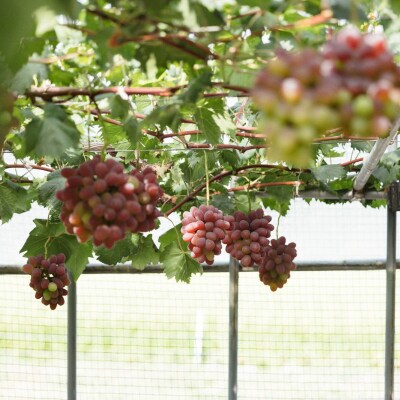 希少品種 御贈答用 岡山県産 冬ぶどう 紫苑 2房入(1.2kg以上) [No.5735-3348]
