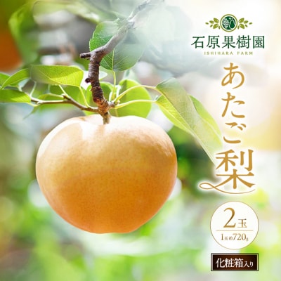 石原果樹園　あたご梨 2玉 (1玉 約720g) 化粧箱 岡山県産 [No.5735-0937]