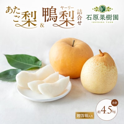 あたご梨・鴨梨(ヤーリー)詰合せ 合計約4.5kg 贈答箱 岡山県産 [No.5735-0951]