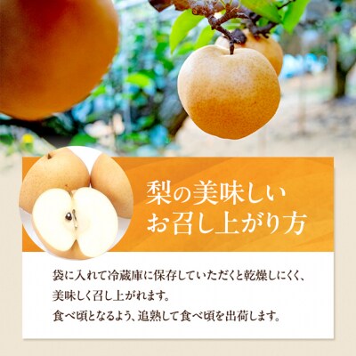 石原果樹園　あたご梨 3～9玉 合計約4.5kg 贈答箱 岡山県産 [No.5735-0943]