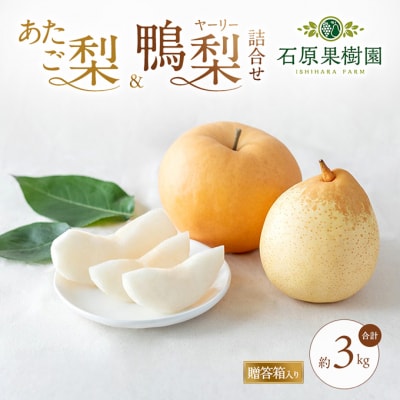 あたご梨・鴨梨(ヤーリー)詰合せ 合計約3kg 贈答箱 岡山県産 [No.5735-0949]