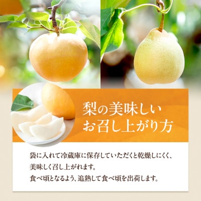 あたご梨・鴨梨(ヤーリー)詰合せ 合計約3kg 贈答箱 岡山県産 [No.5735-0949]