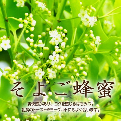 DOALA HONEY　国産純粋はちみつセット　もちのき蜂蜜・そよご蜂蜜【中日ドラゴンズコラボ】