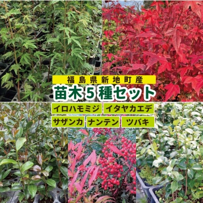 新地町産 苗木5種セット(サザンカ・イロハモミジ・ナンテン・イタヤカエデ・ツバキ)