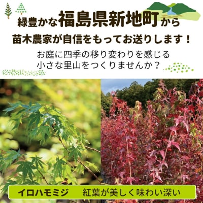 新地町産 苗木5種セット(サザンカ・イロハモミジ・ナンテン・イタヤカエデ・ツバキ)
