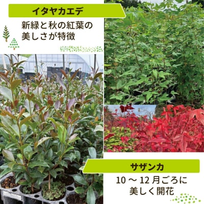 新地町産 苗木5種セット(サザンカ・イロハモミジ・ナンテン・イタヤカエデ・ツバキ)