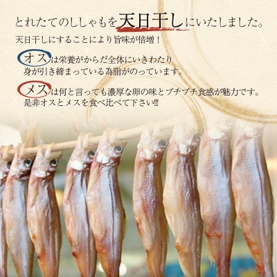 北海道産・ししゃもセット【オス20尾・メス10尾】 ふるさと納税 ししゃも F4F-3596