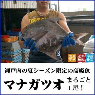 マナガツオ1尾【令和8年7月頃からの出荷分受付中!】【B-4】