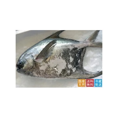 マナガツオ1尾【令和8年7月頃からの出荷分受付中!】【B-4】