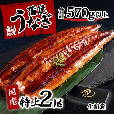 【化粧箱】国産 特上うなぎ 蒲焼き 2尾セット ＜合計570g以上＞ タレ山椒付き ギフト