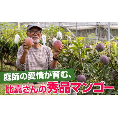【2027年発送】比嘉マンゴーファームのアーウィンマンゴー 秀品(贈答用)1.5kg