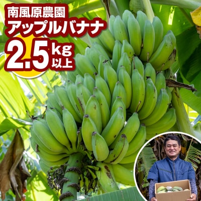 南風原農園　アップルバナナ　2.5kg以上