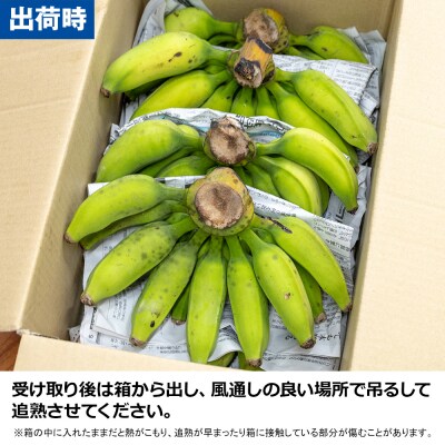 【沖縄本島産】浜ファームの「アップルバナナ」　5kg
