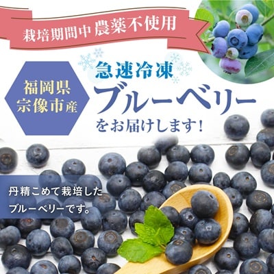 栽培期間中農薬不使用!急速冷凍ブルーベリー 1.2kg 【JAほたるの里】_AS1517-00