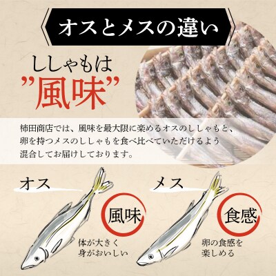 本場くしろ産 ししゃもオス・メス60尾入り! 本ししゃも F4F-9167