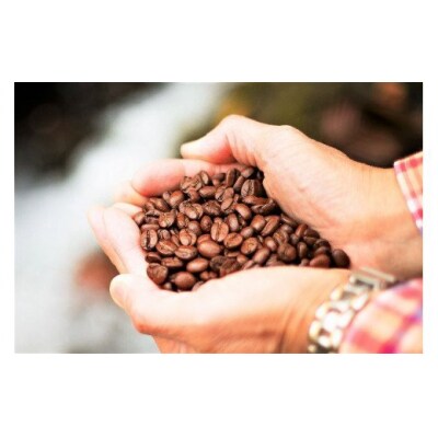 スペシャルブレンド ブナの森 豆180g 定期便3回 コーヒー 奥大山の水洗い珈琲