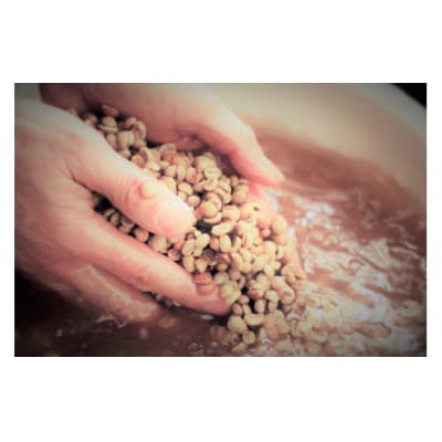 スペシャルブレンド ブナの森 粉 お試し70g×2 コーヒー 奥大山の水洗い珈琲