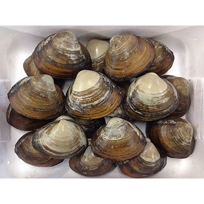 期間限定!ほっき貝セット(約10kg)